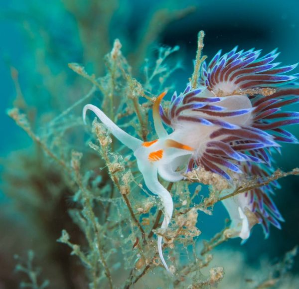 nudi02